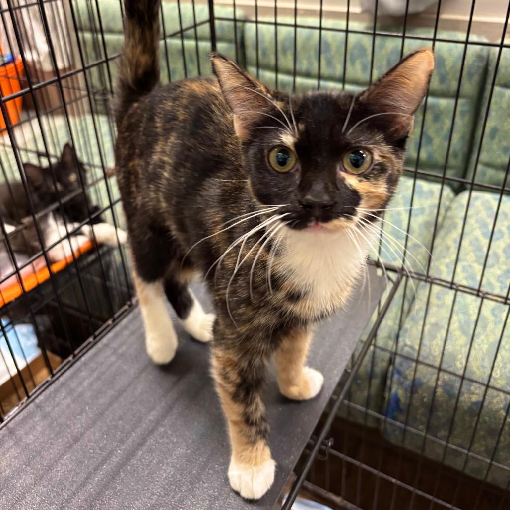 Barbie Dream House, Adoptable, Kitten Female Domestic Short Hair.