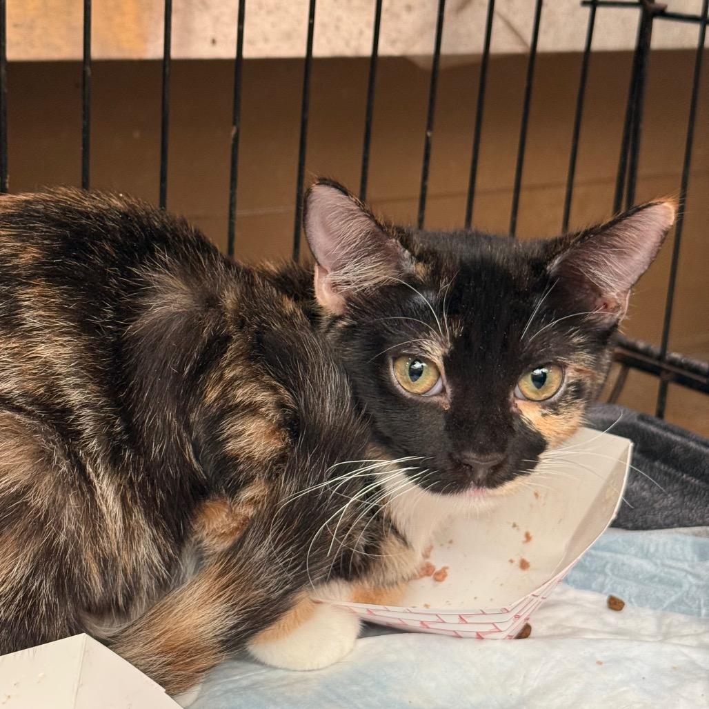 Enlarge Barbie Dream House, a Adoptable Domestic Short Hair in Westminster, CA image 2/3