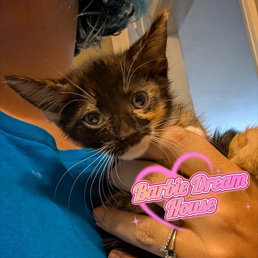 Enlarge Barbie Dream House, a Adoptable Domestic Short Hair in Westminster, CA image 3/3