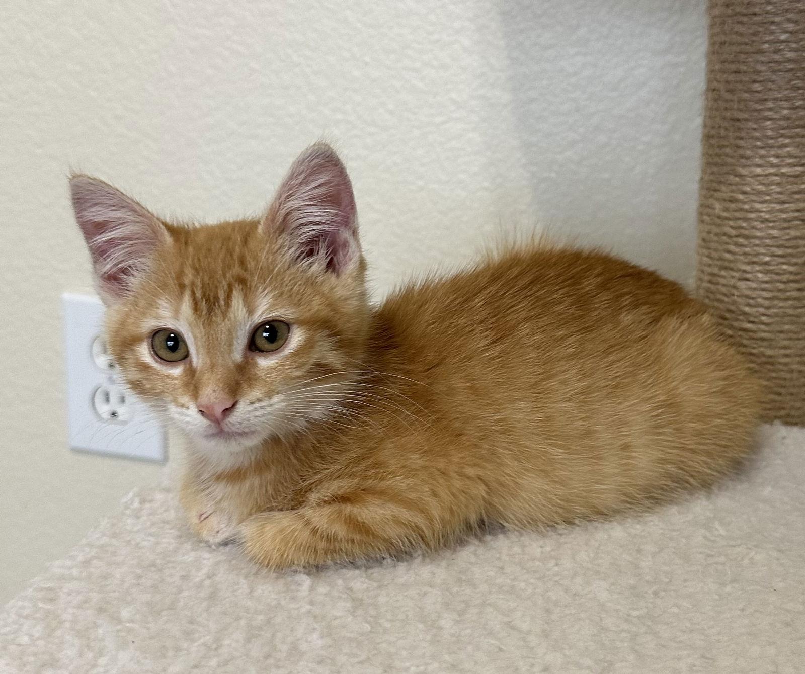 Cheese Puff, a Adopted Tabby in Plano, TX image 1/2