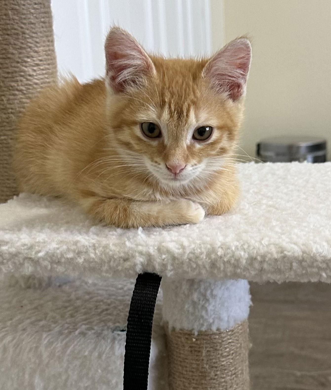 Cheese Puff, a Adopted Tabby in Plano, TX image 2/2