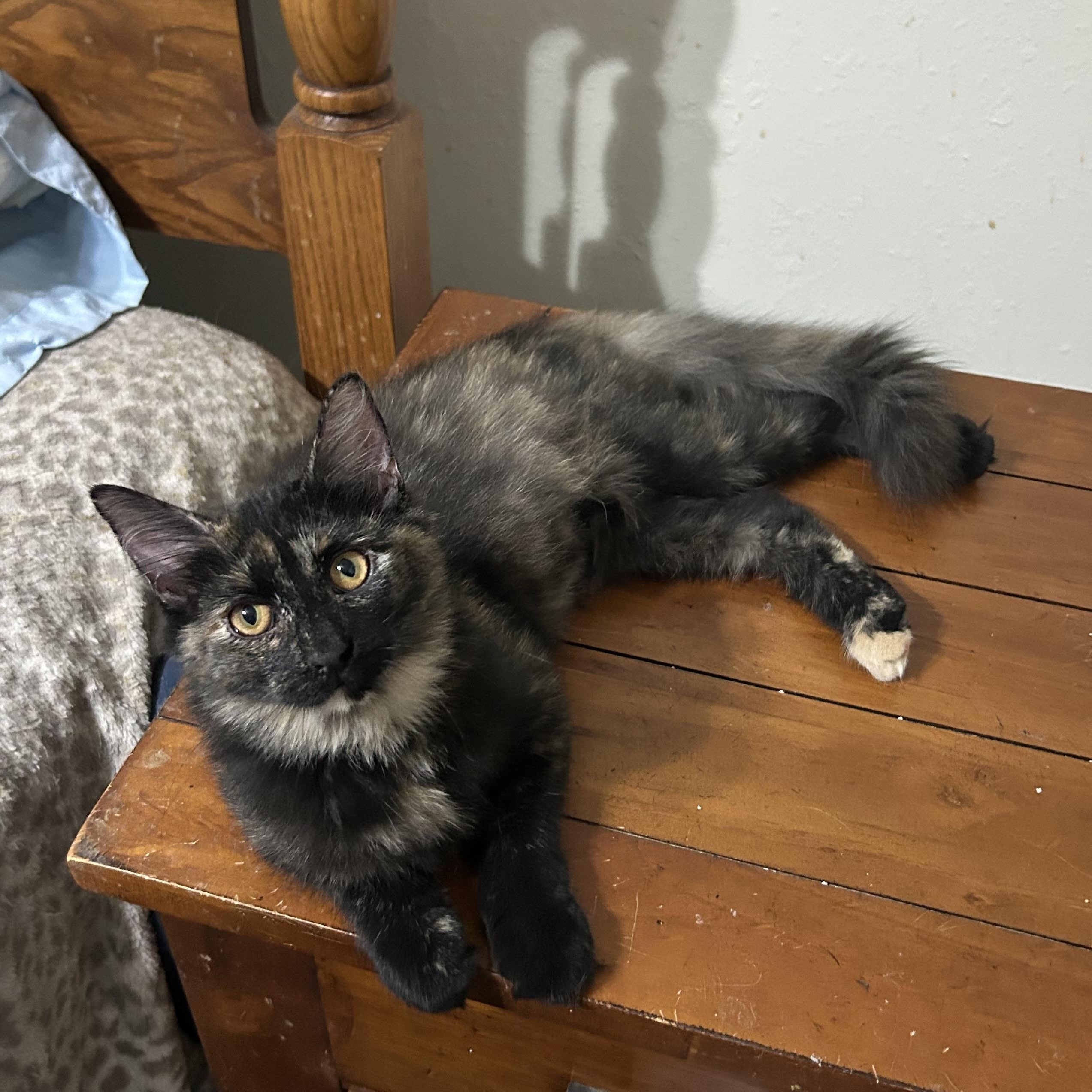 Enlarge Lena, an adoptable Domestic Long Hair in Devils Lake, ND image 3/3
