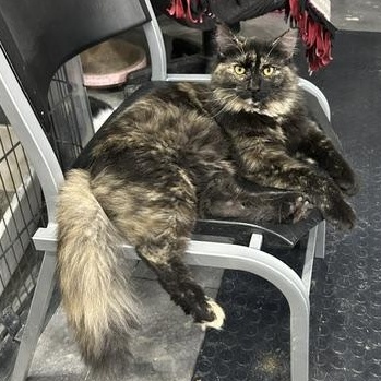 Lena, adoptable, Young Female Domestic Long Hair.