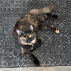 Enlarge Lena, an adoptable Domestic Long Hair in Devils Lake, ND image 2/3