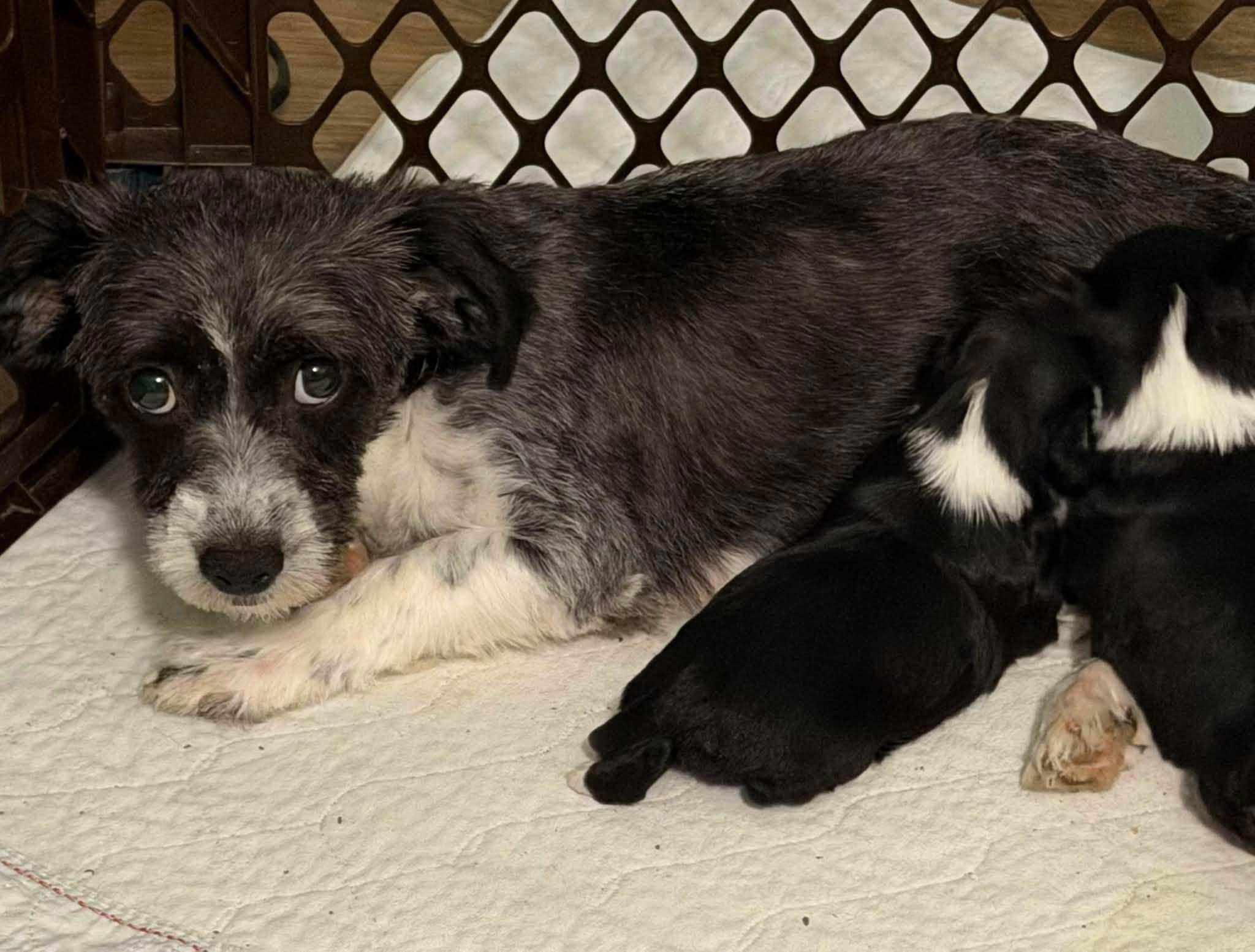 Aperol Worth, a Adoptable mixed breed in Plano, TX image 3/3