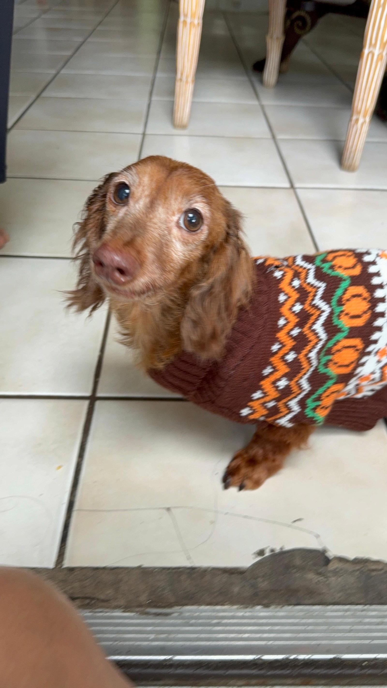 Enlarge Chiqui, a Adopted Dachshund in West Columbia, SC image 1/2