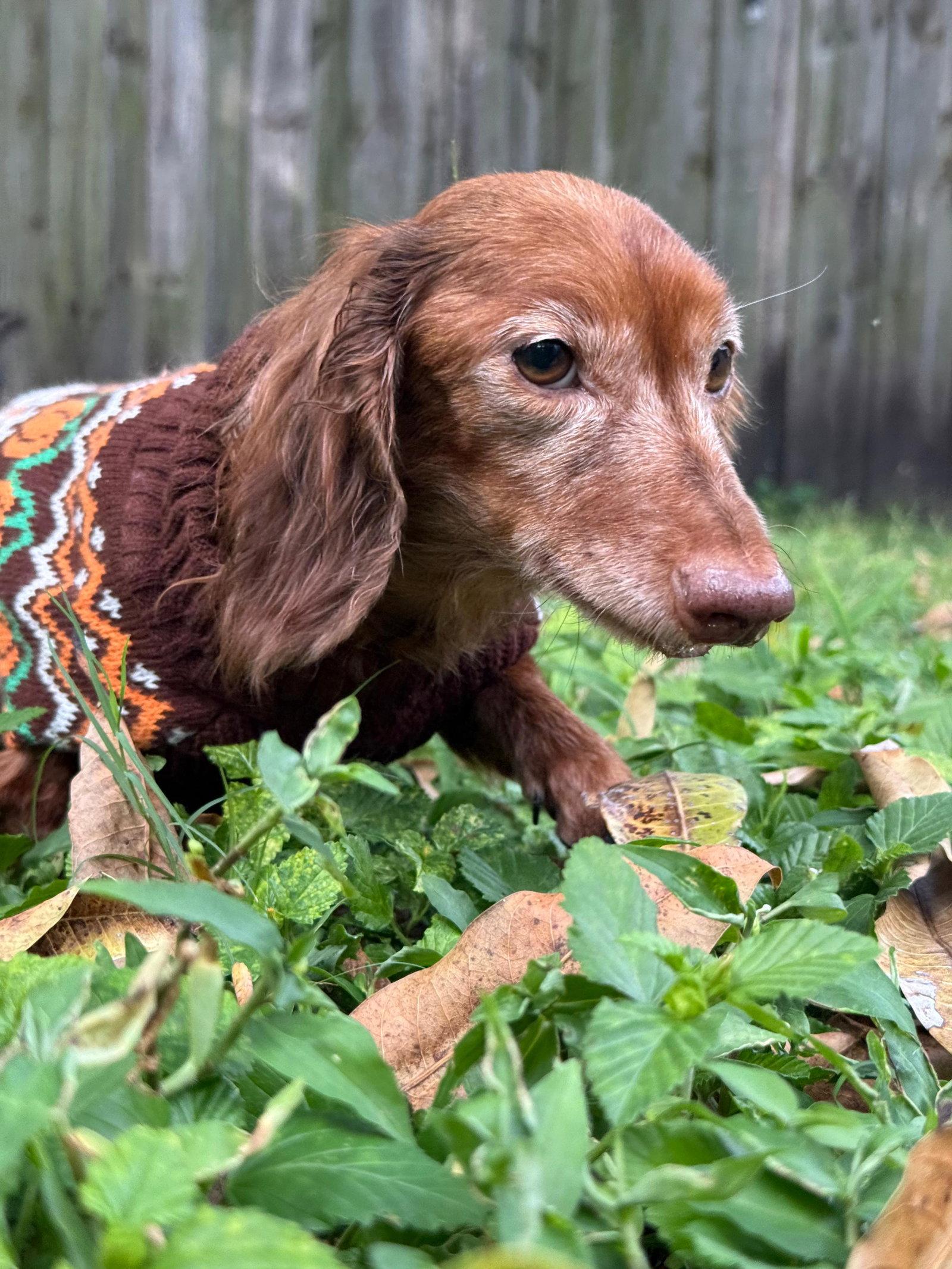 Enlarge Chiqui, a Adopted Dachshund in West Columbia, SC image 2/2