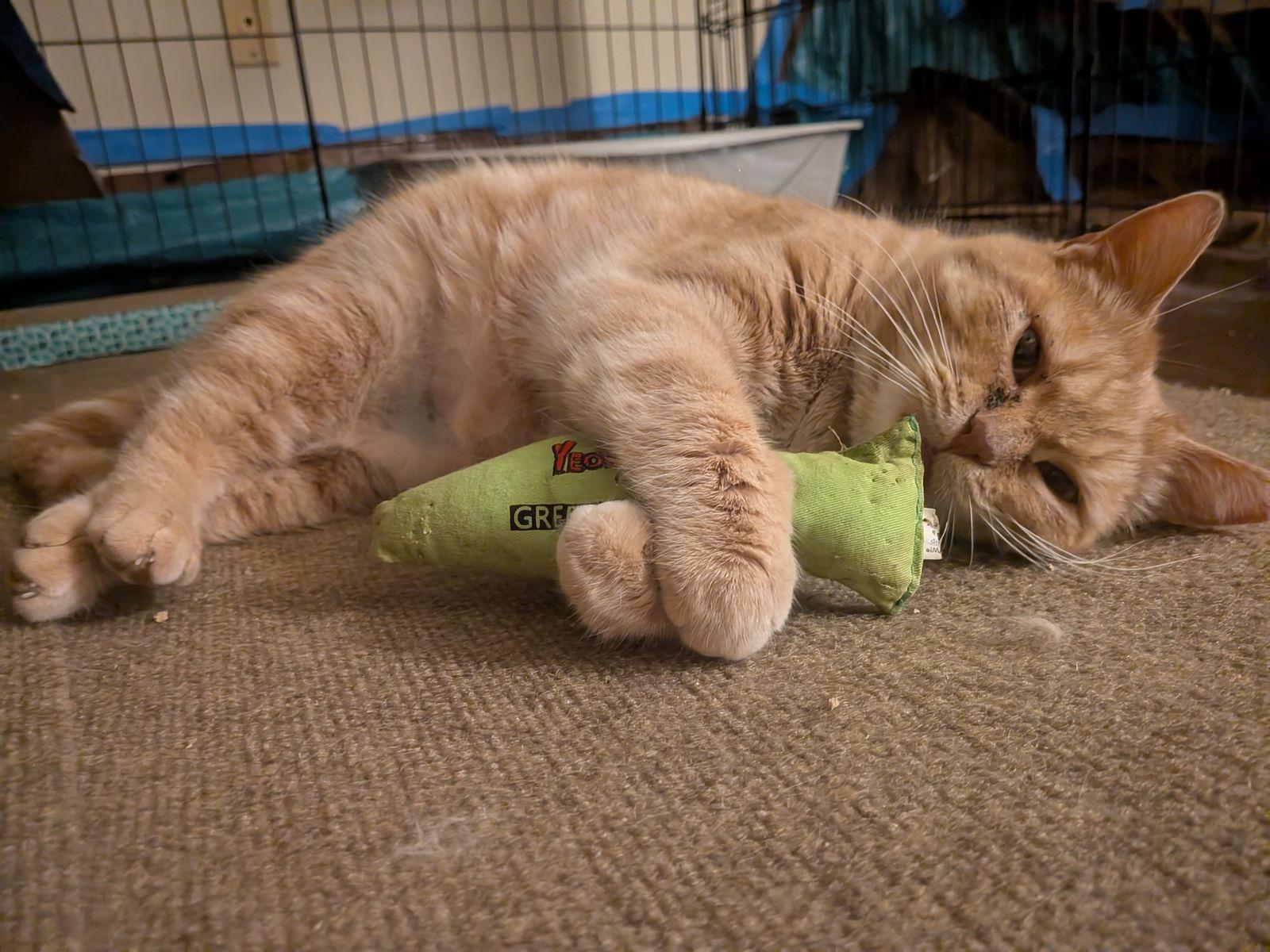 Charlie, Adopted, Adult Female Domestic Short Hair.