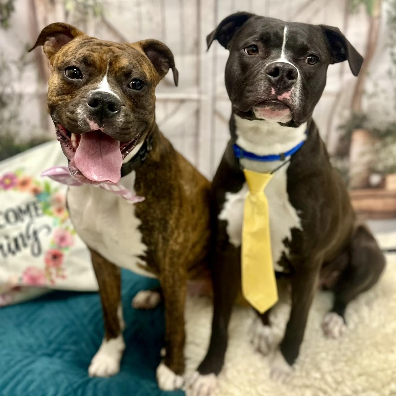 Enlarge Kevin, an adopted Boxer in Effingham, IL image 4/4