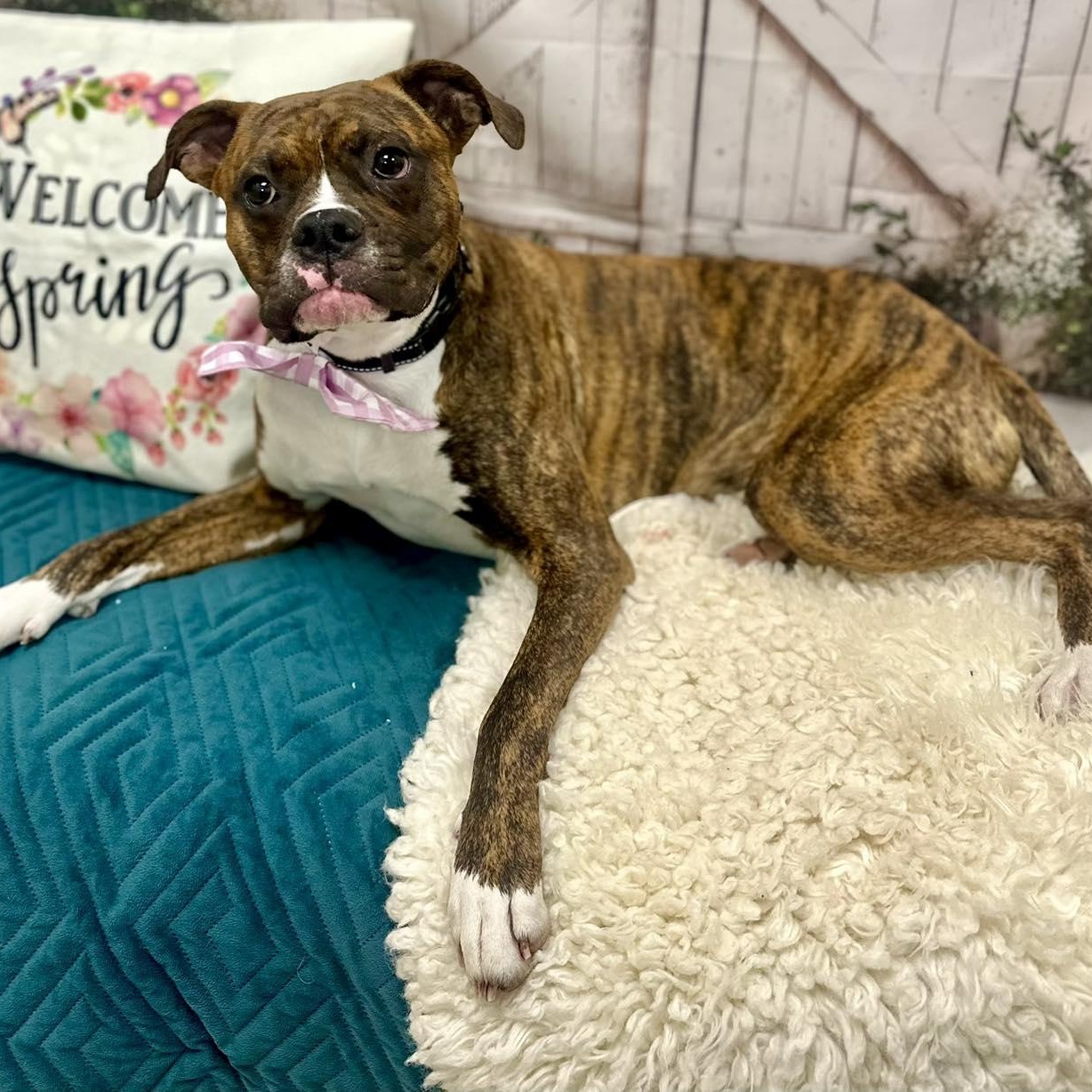 Enlarge Kevin, an adopted Boxer in Effingham, IL image 3/4