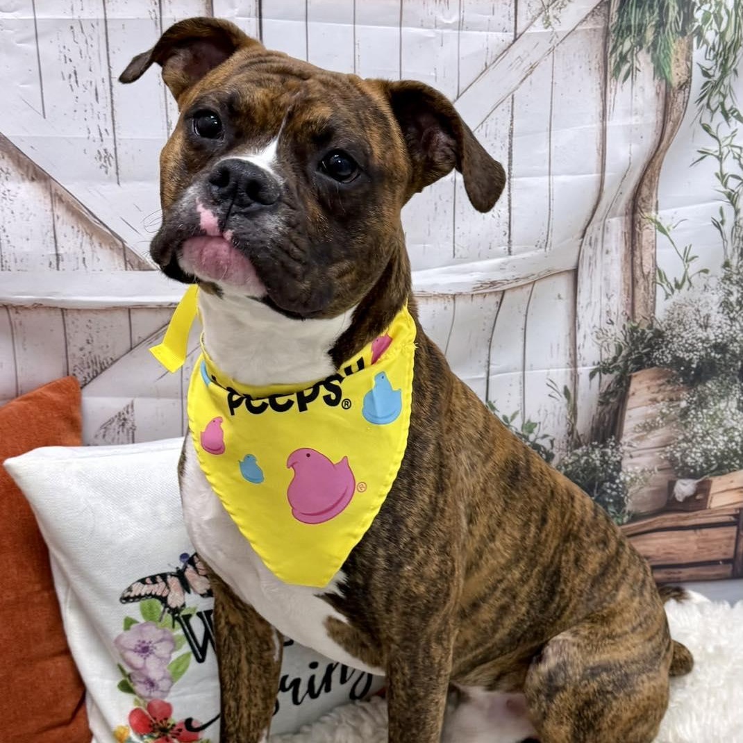 Enlarge Kevin, an adopted Boxer in Effingham, IL image 1/4