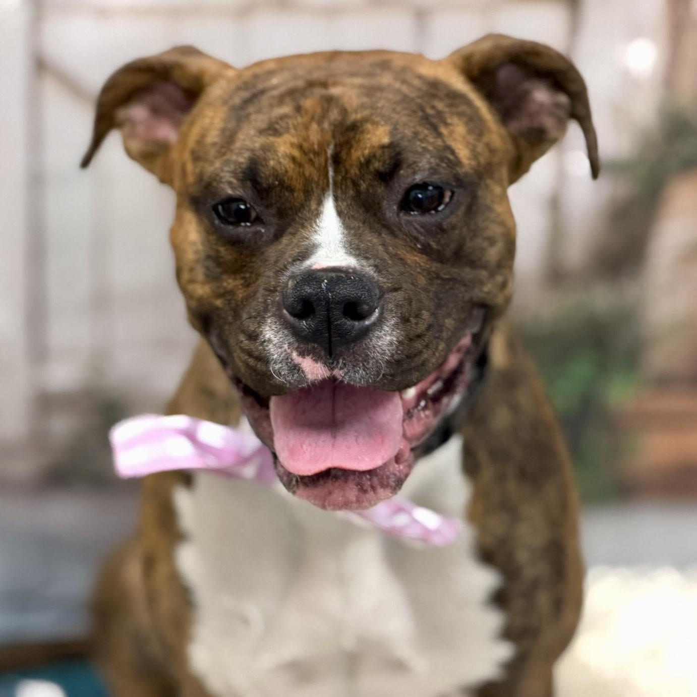 Enlarge Kevin, an adopted Boxer in Effingham, IL image 2/4