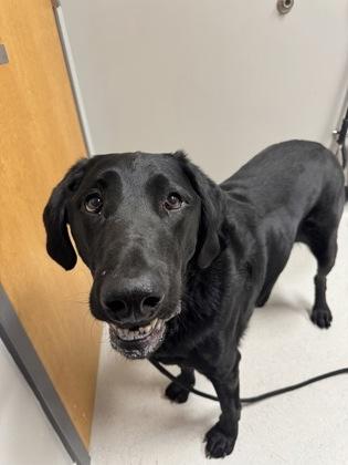 Enlarge Butte, a Adoptable mixed breed in Missoula, MT image 1/1