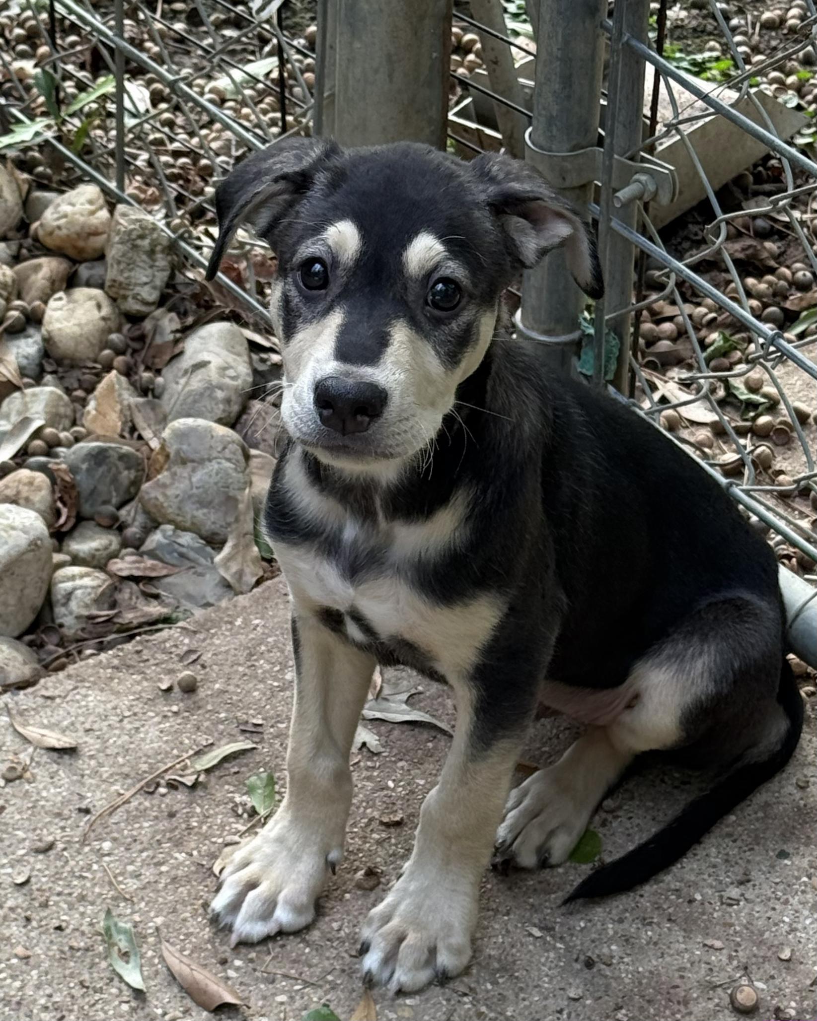 Bandit Lonestar, Adoptable, Puppy Male Terrier & Shepherd.