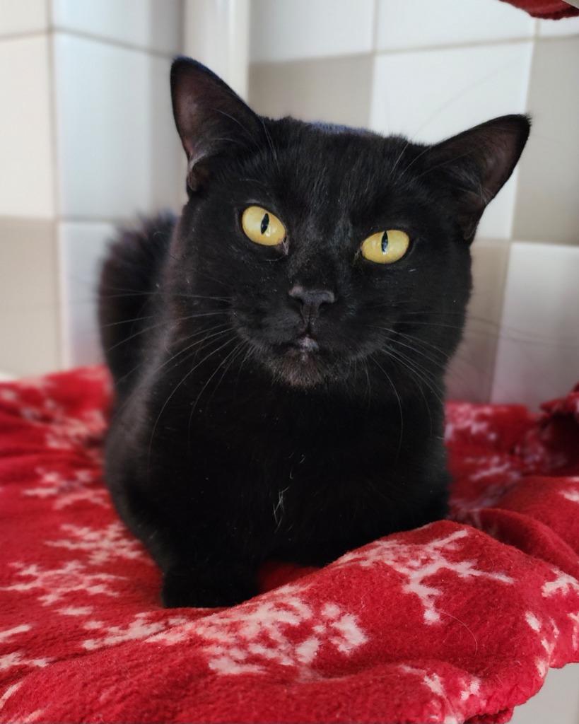 Thin Mints, Adoptable, Young Male Domestic Short Hair.