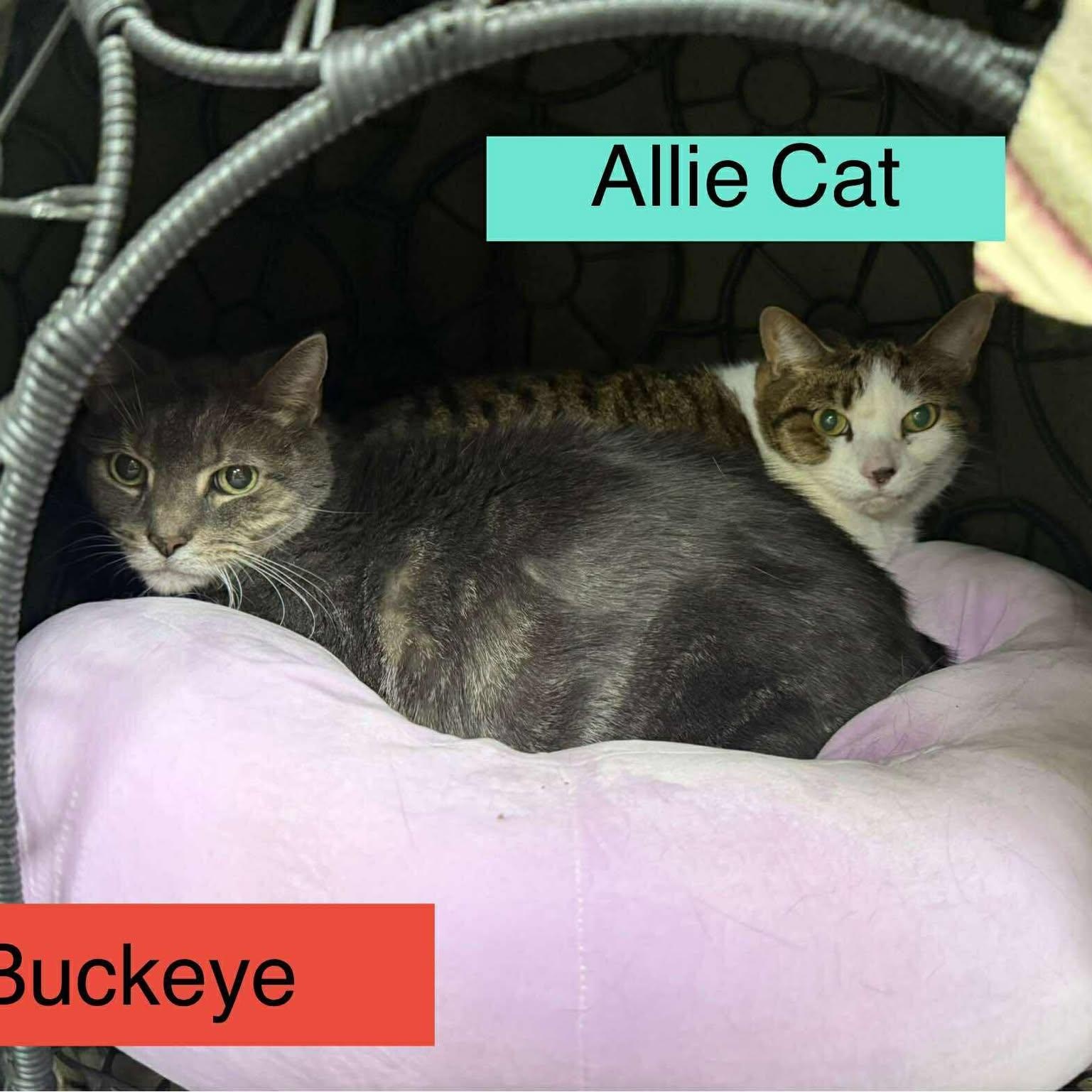 Alley Cat-Senior Cat Sponsored!, a Adoptable Domestic Short Hair in Archbold , OH image 2/2