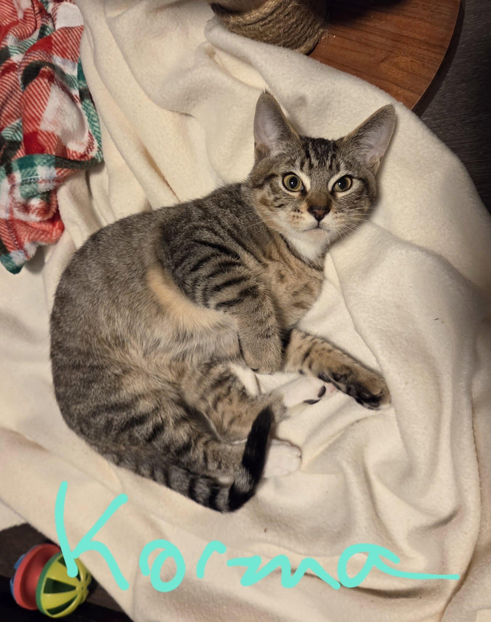 Enlarge Korma, a Adoptable Domestic Short Hair in Newberg, OR image 1/1