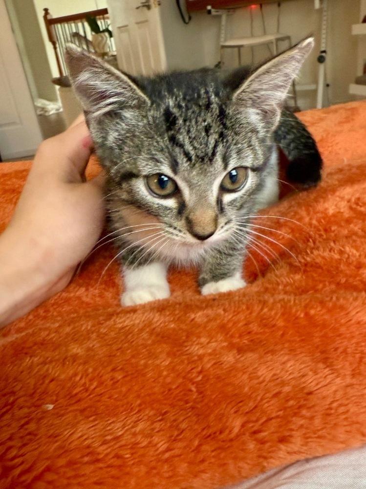 Oreo, Adoptable, Kitten Male Domestic Short Hair.