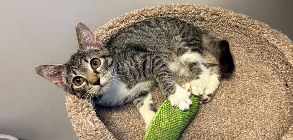 Enlarge Oreo, a Adoptable Domestic Short Hair in Hudson, NH image 2/2