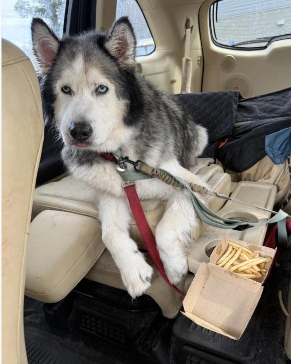 Enlarge Blizzard, a ADOPTABLE mixed breed in Davis, CA image 5/6