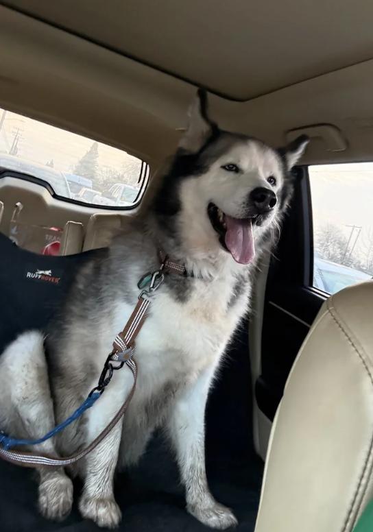 Enlarge Blizzard, a ADOPTABLE mixed breed in Davis, CA image 2/6