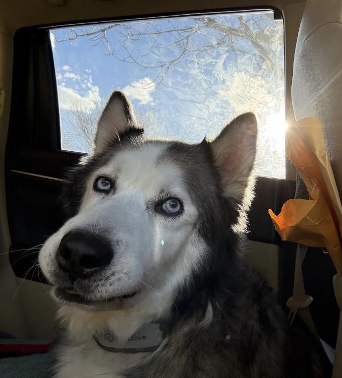 Enlarge Blizzard, a ADOPTABLE mixed breed in Davis, CA image 3/6