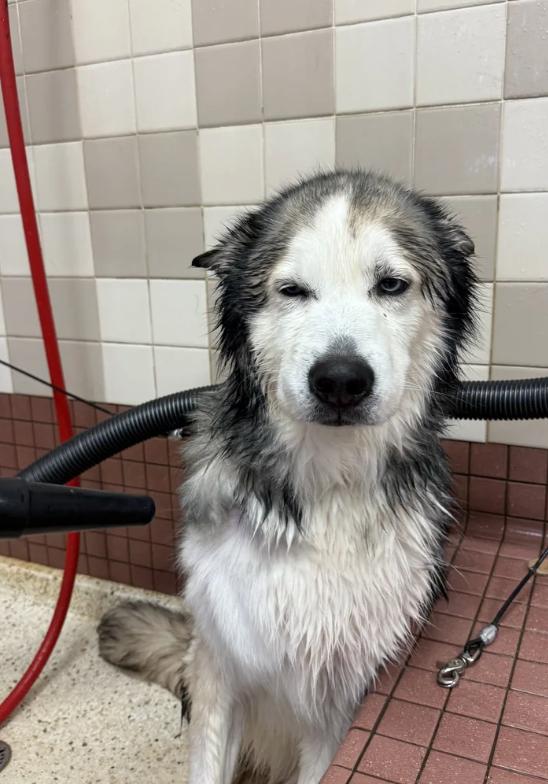 Enlarge Blizzard, a ADOPTABLE mixed breed in Davis, CA image 4/6