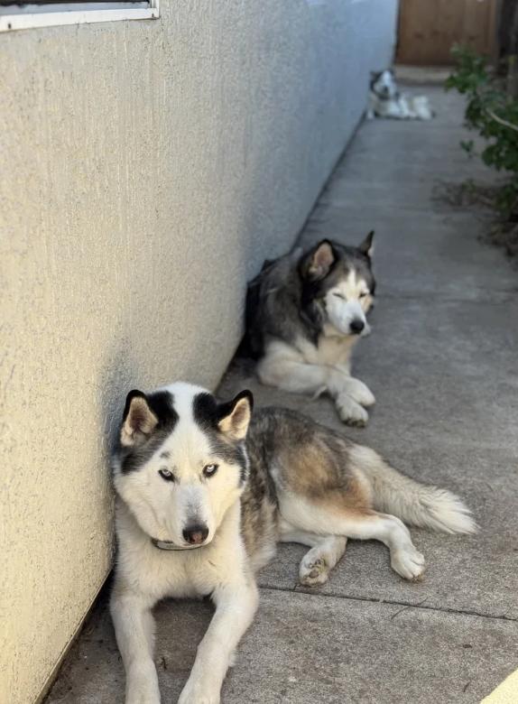 Enlarge Blizzard, a ADOPTABLE mixed breed in Davis, CA image 6/6