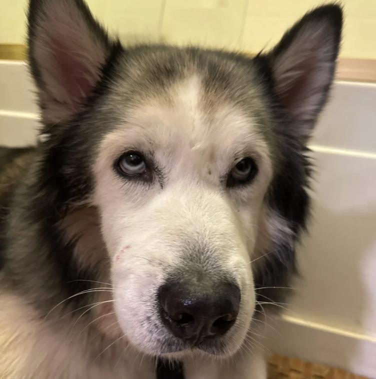 Blizzard, ADOPTABLE, Adult Male Alaskan Malamute & Husky.