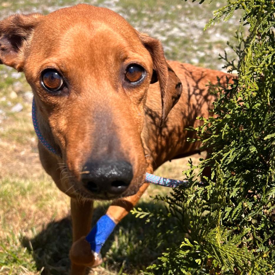 Enlarge Ester, a Adoptable mixed breed in Caryville, TN image 1/6