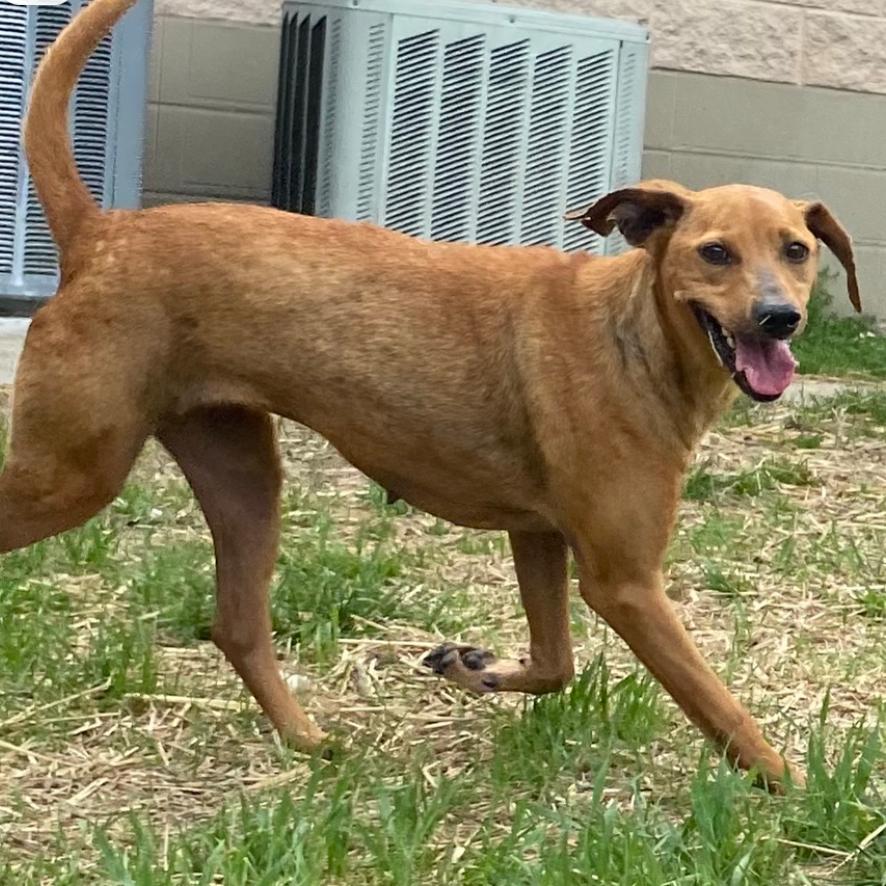 Enlarge Ester, a Adoptable mixed breed in Caryville, TN image 2/6