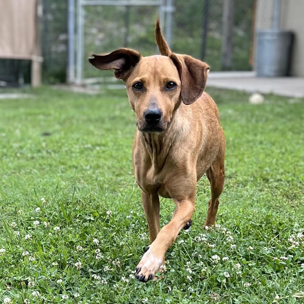 Enlarge Ester, a Adoptable mixed breed in Caryville, TN image 3/6