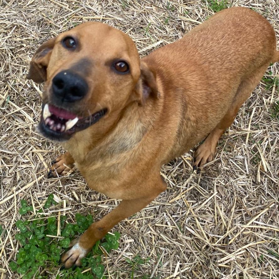 Enlarge Ester, a Adoptable mixed breed in Caryville, TN image 4/6