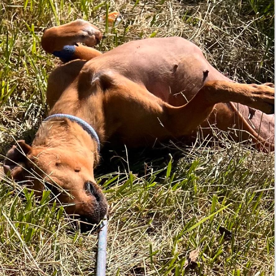 Enlarge Ester, a Adoptable mixed breed in Caryville, TN image 5/6
