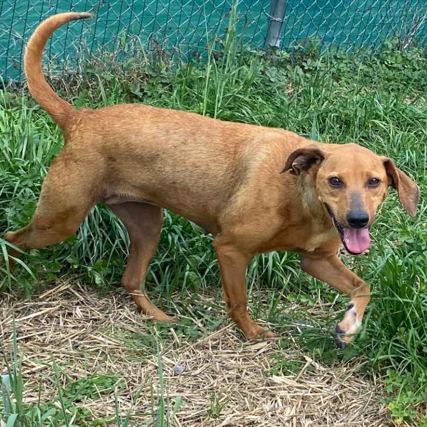 Enlarge Ester, a Adoptable mixed breed in Caryville, TN image 6/6