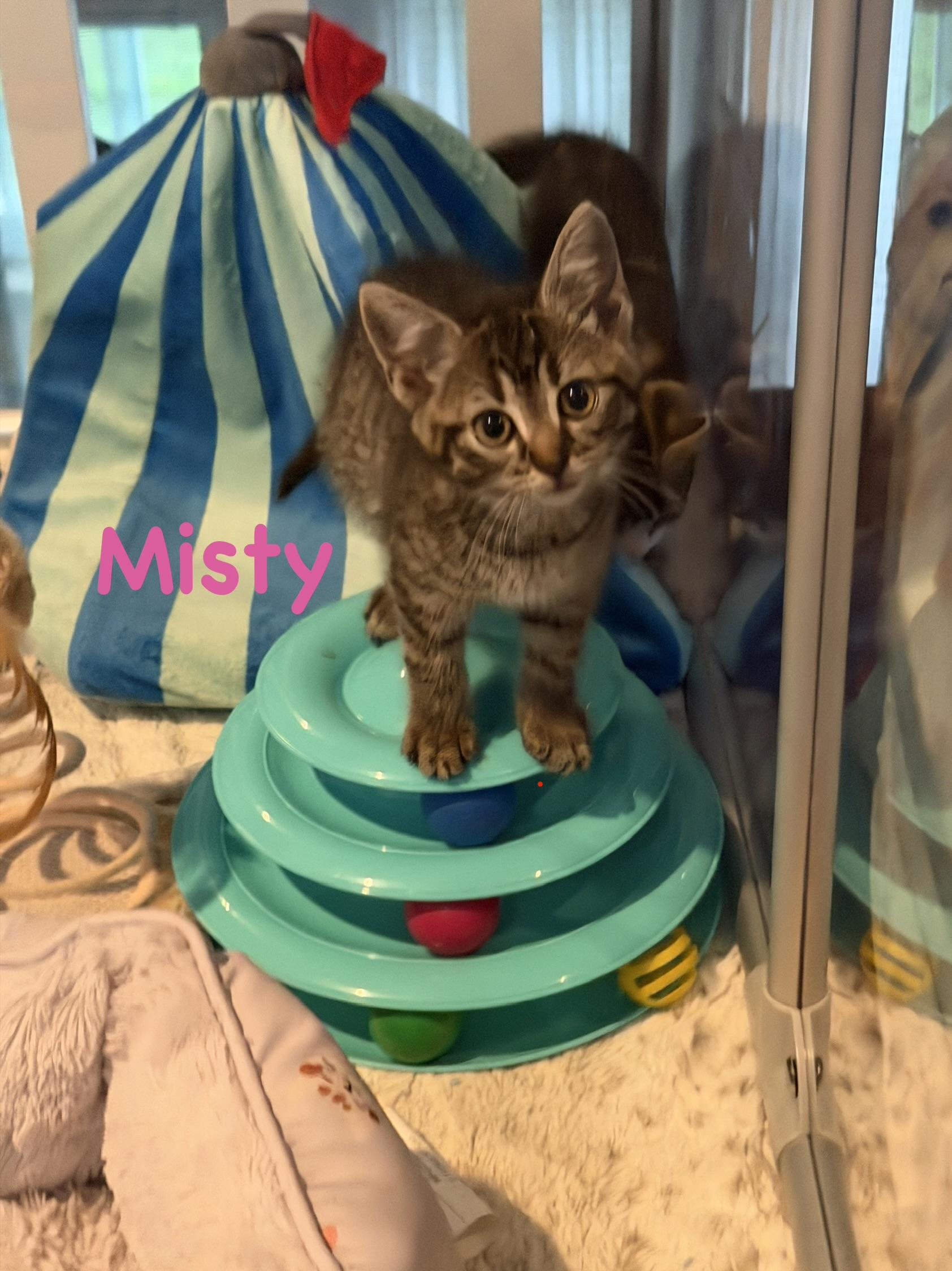 Misty, ADOPTABLE, Kitten Female Domestic Short Hair.