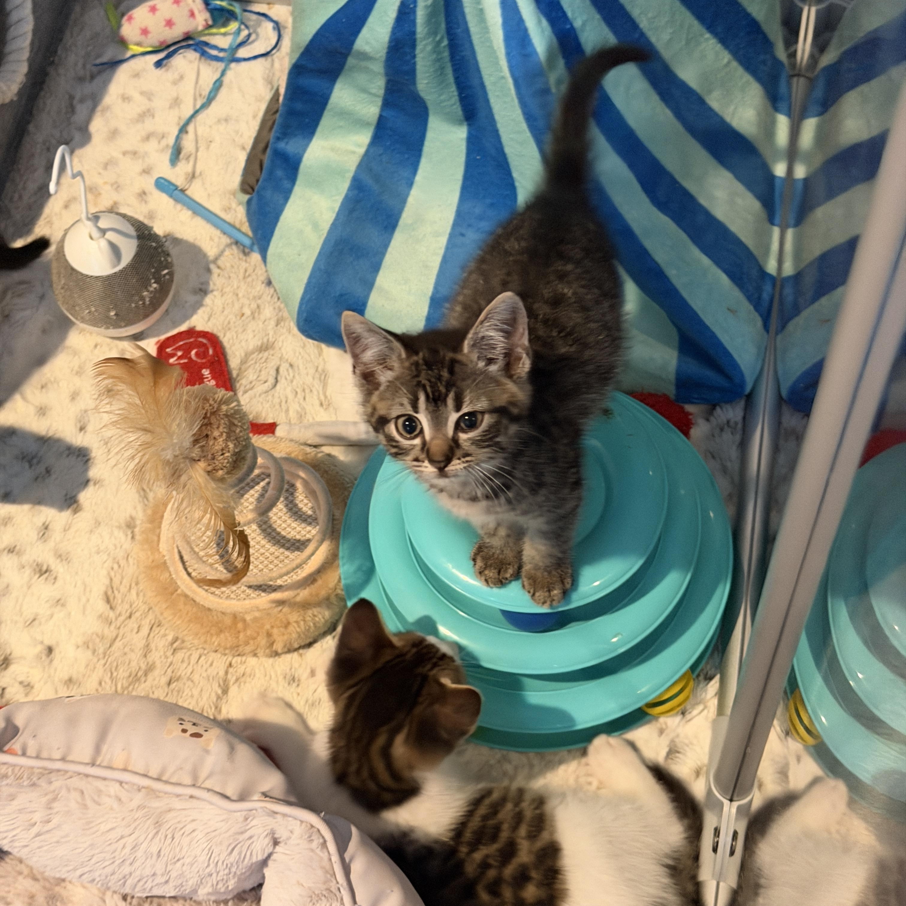 Enlarge Misty, a ADOPTABLE Domestic Short Hair in Manorville, NY image 5/5