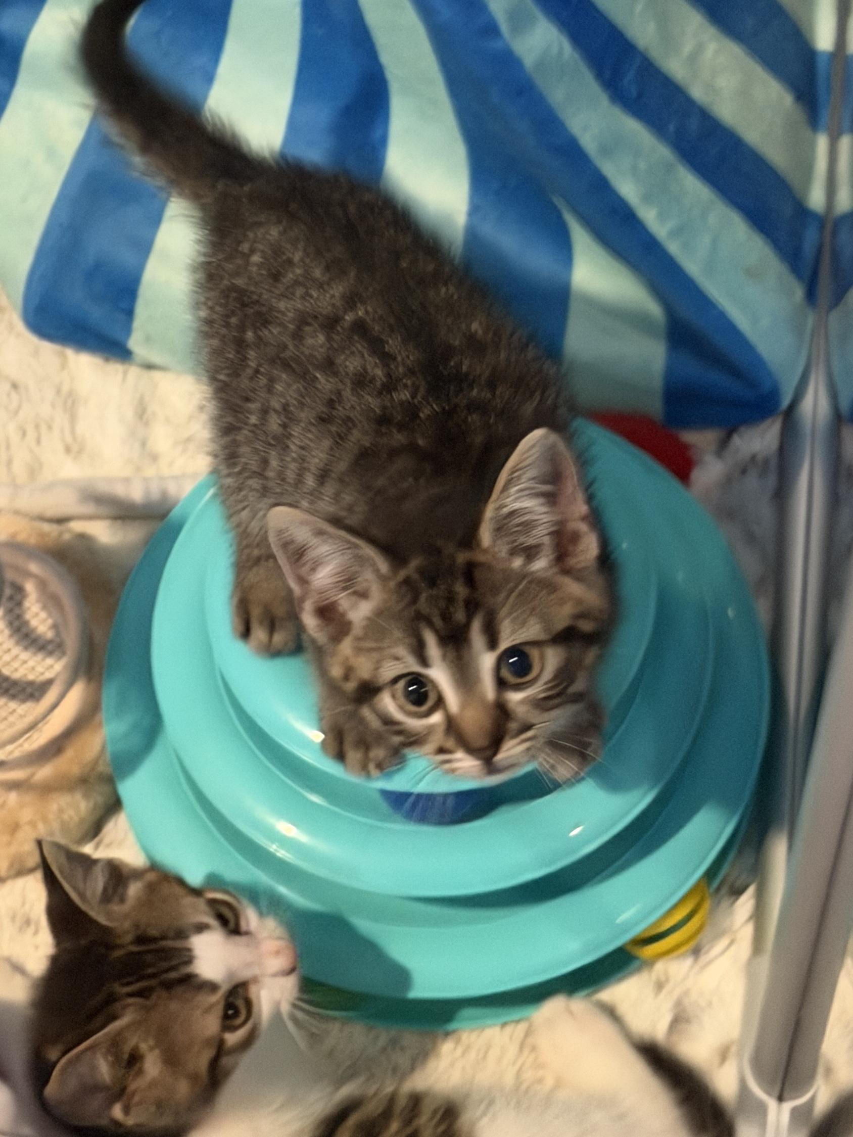 Enlarge Misty, a ADOPTABLE Domestic Short Hair in Manorville, NY image 2/5