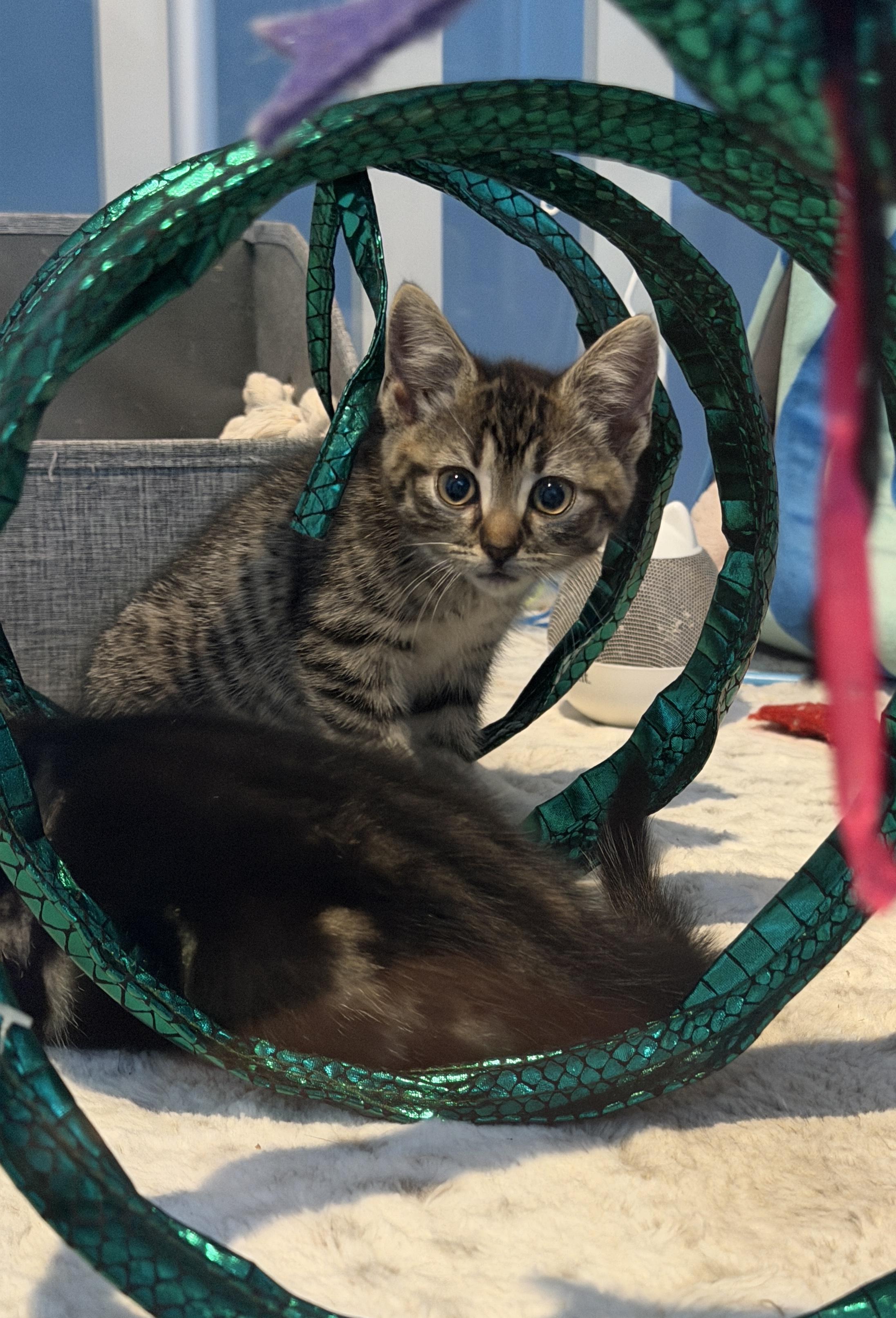 Enlarge Misty, a ADOPTABLE Domestic Short Hair in Manorville, NY image 4/5