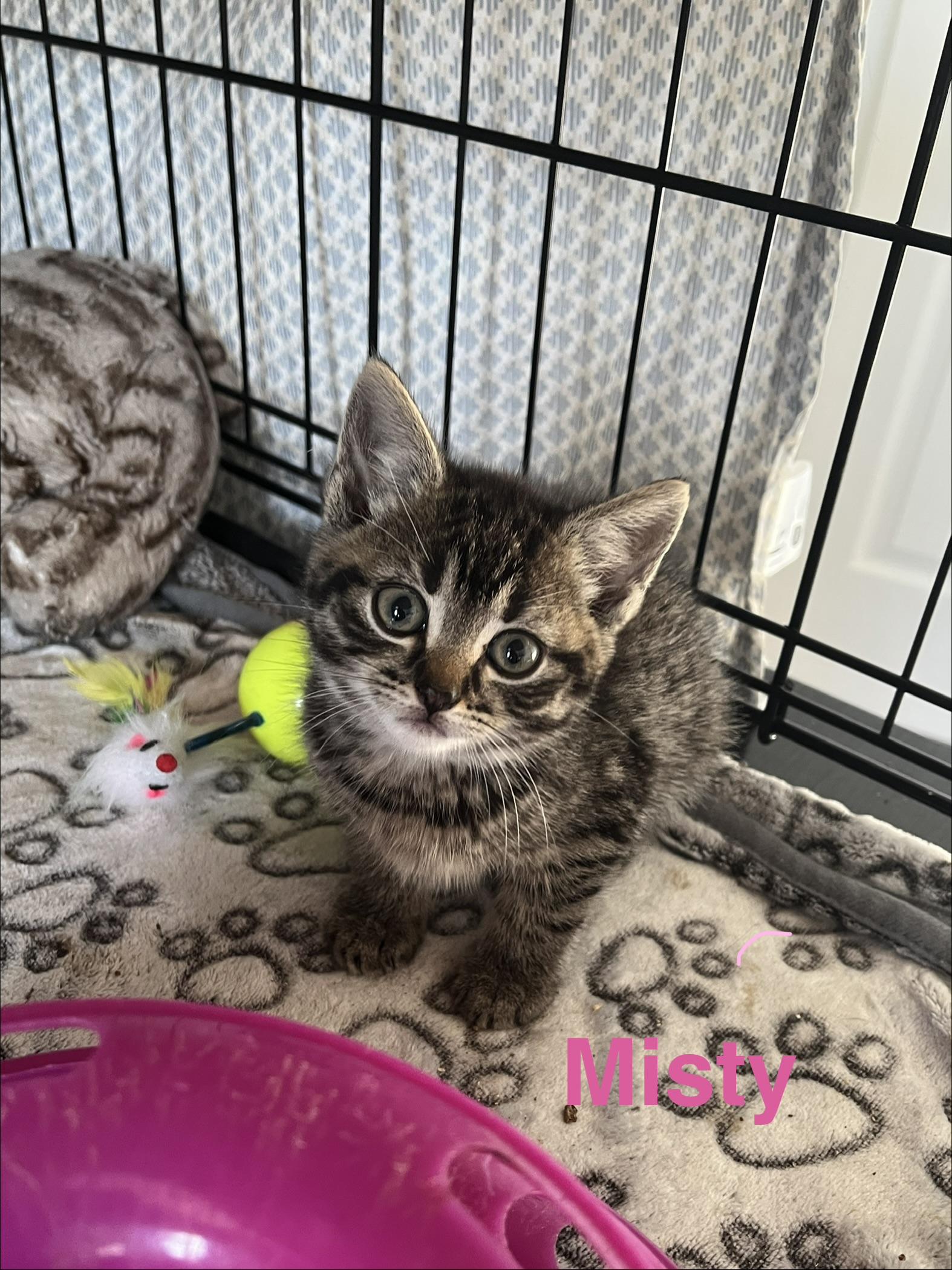 Enlarge Misty, a ADOPTABLE Domestic Short Hair in Manorville, NY image 3/5