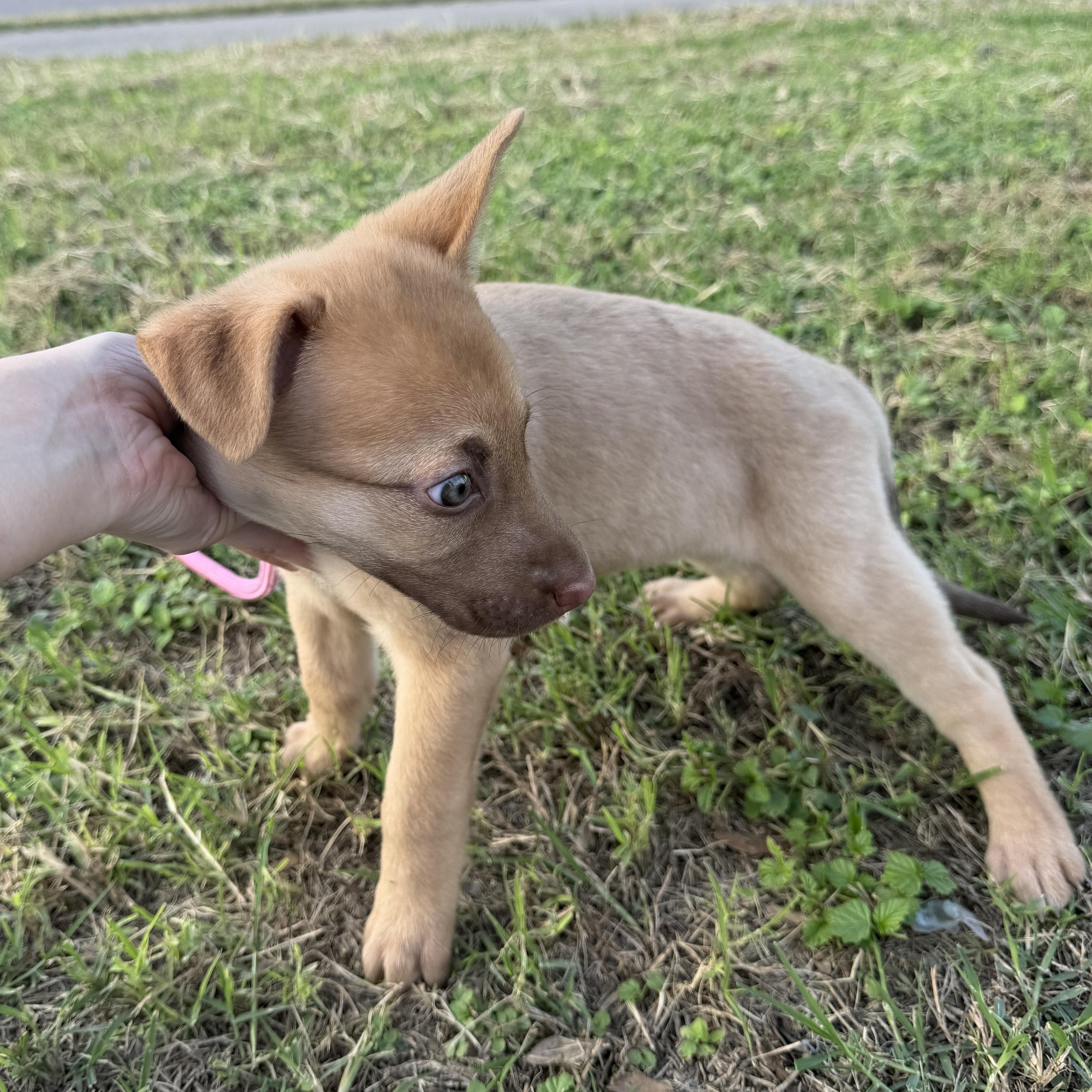 Enlarge Sheba, a Adoptable mixed breed in Scarsdale, NY image 5/5