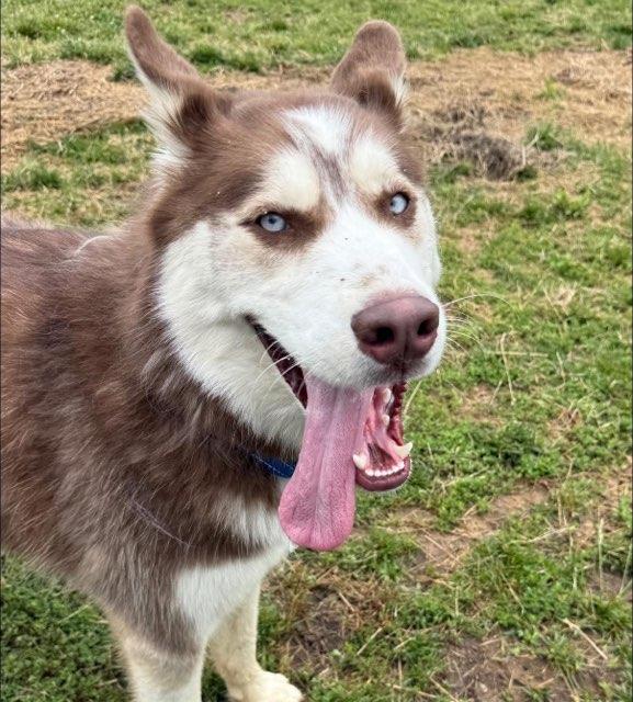 Enlarge Leo (ID 47321), a Adoptable Husky in Manassas, VA image 3/3