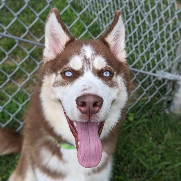 Enlarge Leo (ID 47321), a Adoptable Husky in Manassas, VA image 1/3