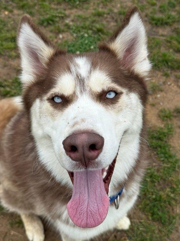 Enlarge Leo (ID 47321), a Adoptable Husky in Manassas, VA image 2/3
