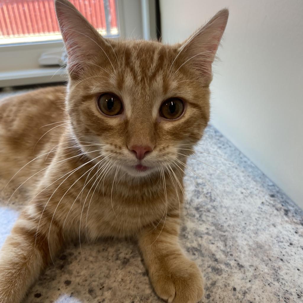 Enlarge archie, a Adopted American Shorthair in Melfort, SK image 1/2