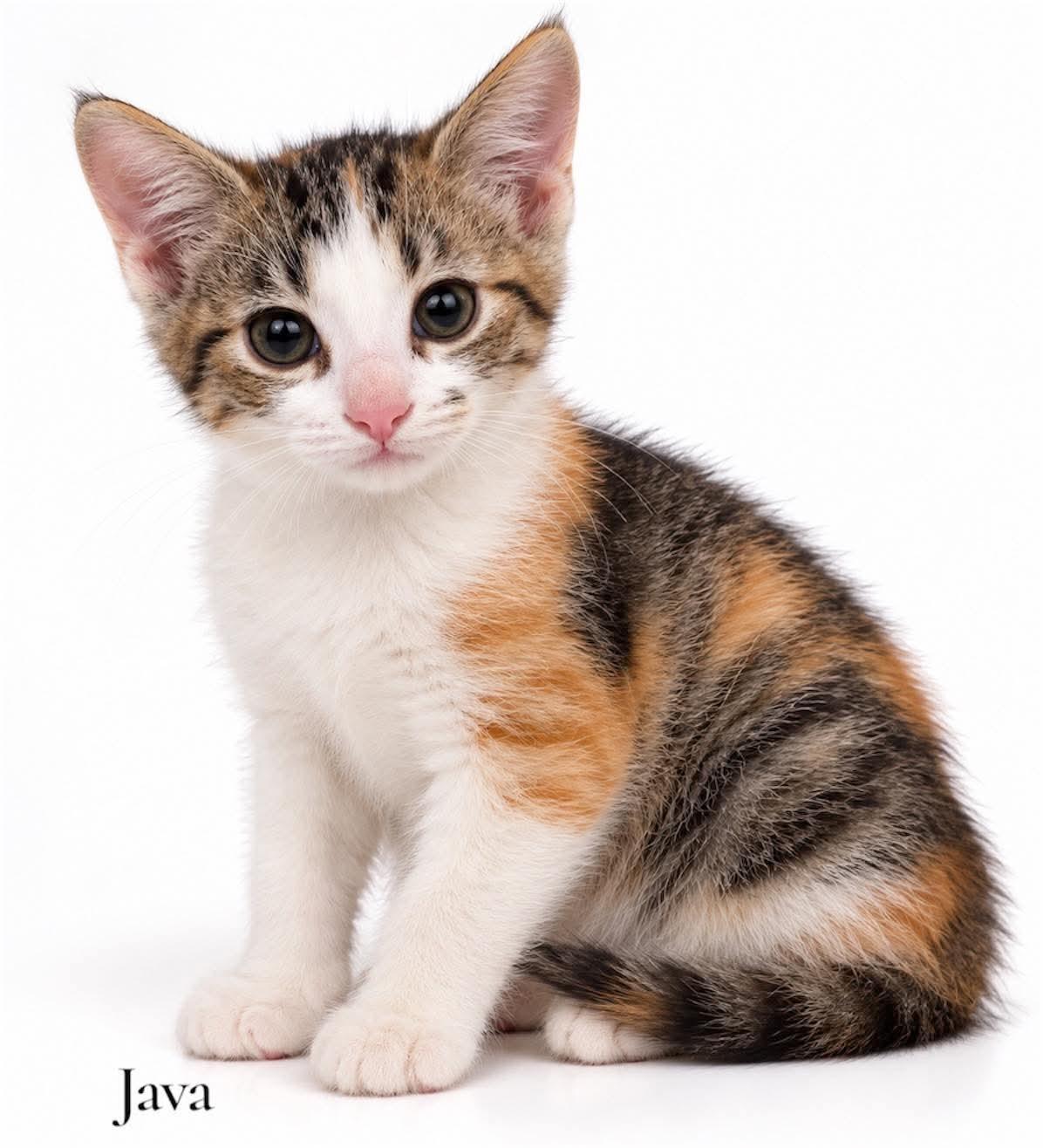 Java, Adoptable, Kitten Female Domestic Short Hair.