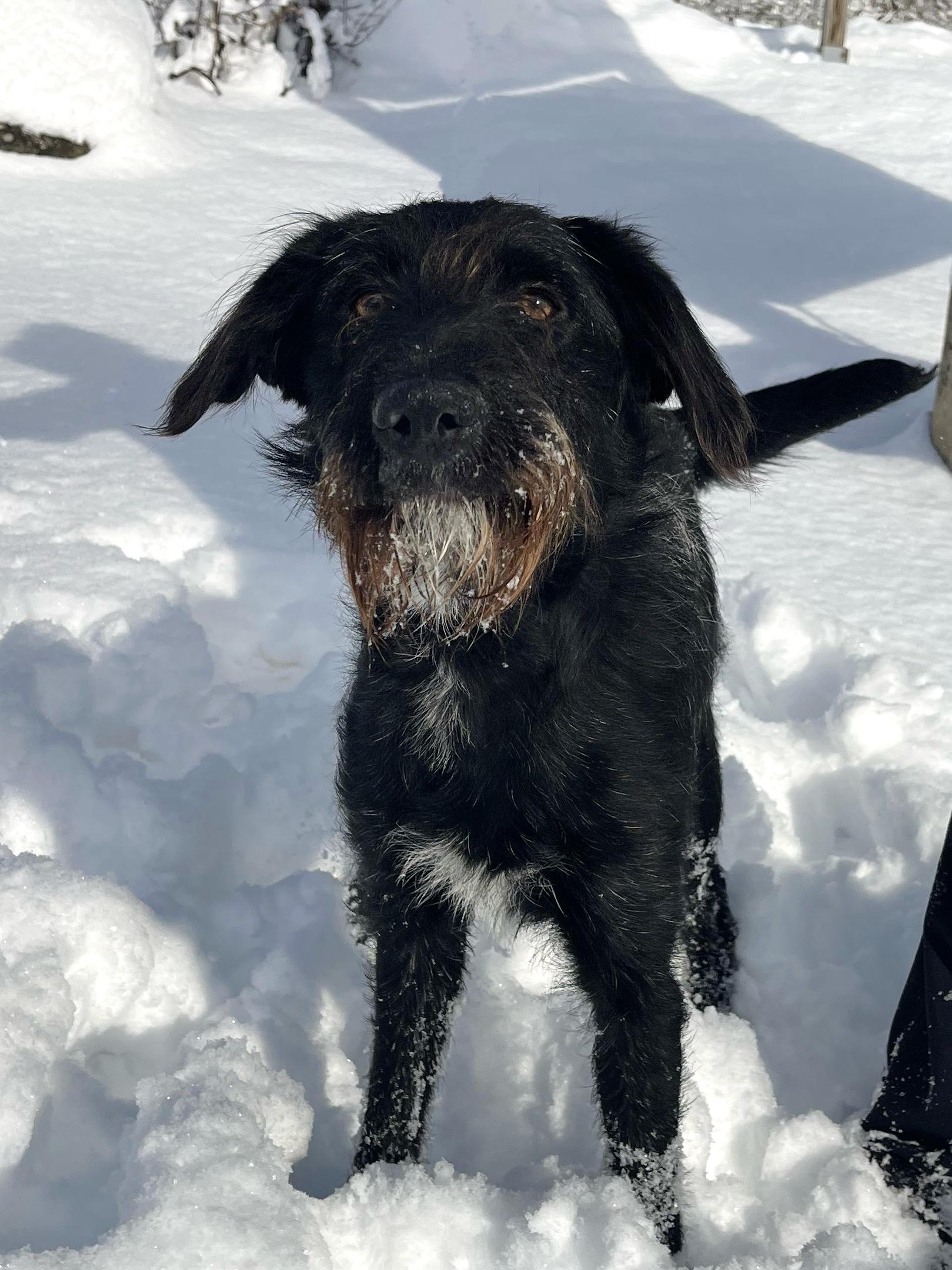 Nora in NH! Come Meet our Adoptable Dogs Wednesday-Saturday. More info in Bio! , adopted, Adult Female Poodle.