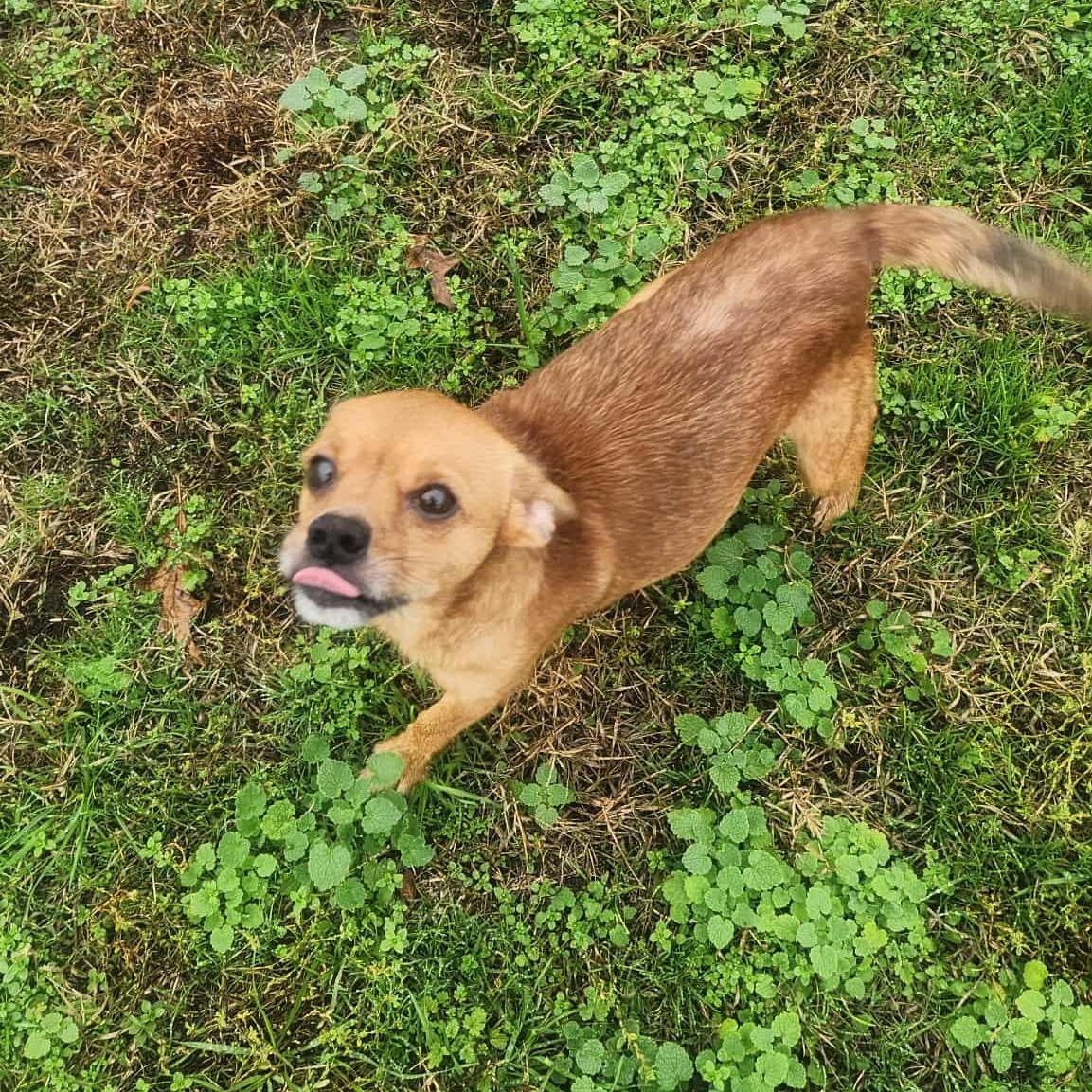 Poppy, adopted, Adult Male Chihuahua & Yorkie Poo.