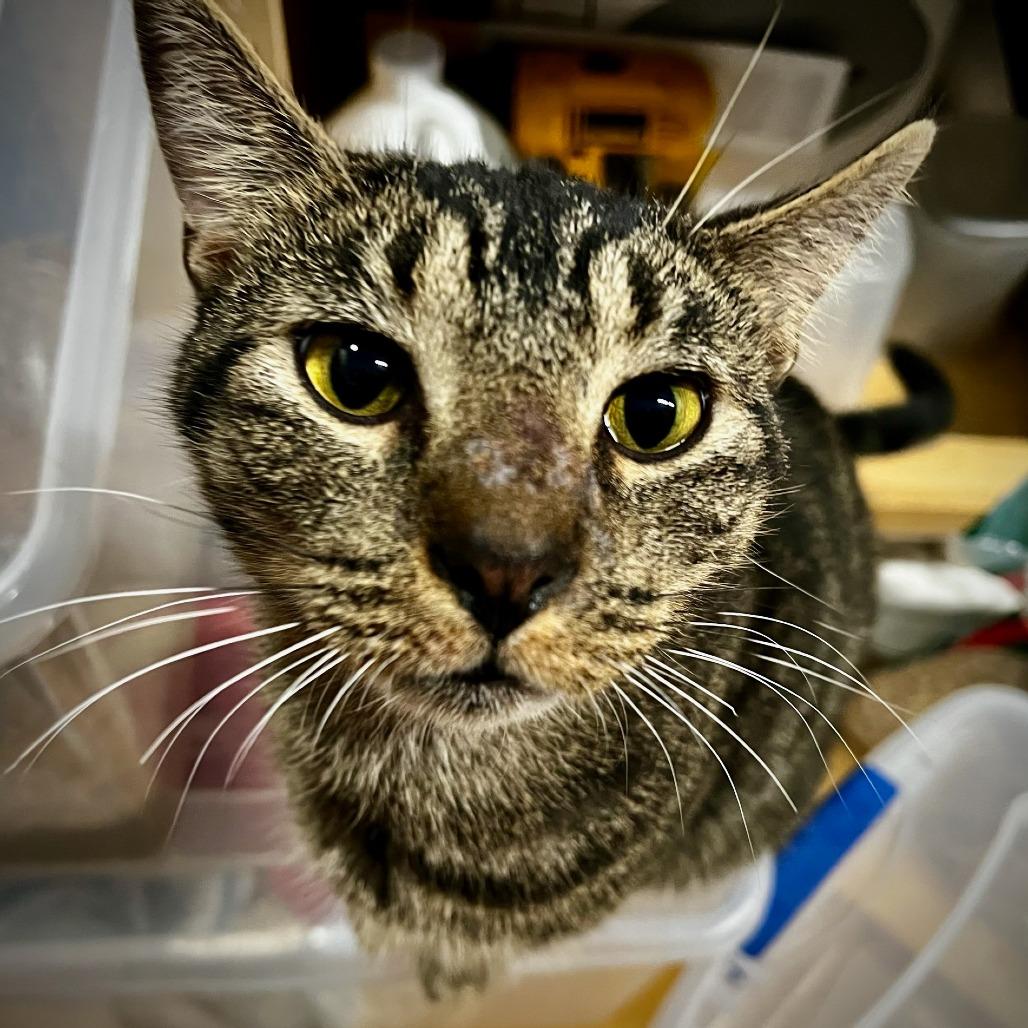 Hamish, Adoptable, Adult Male Domestic Short Hair.