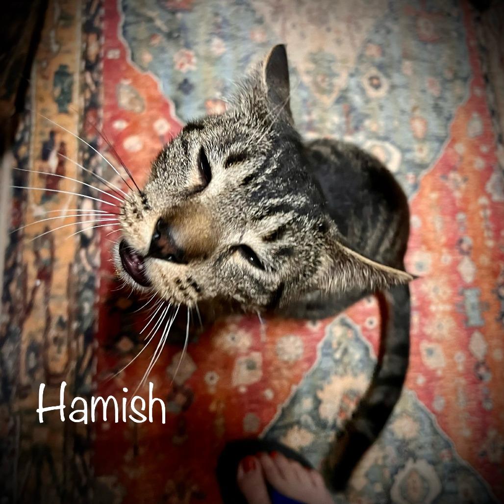 Enlarge Hamish, a Adoptable Domestic Short Hair in Tulsa, OK image 2/5